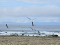 Birds flying on the beach, waves in the background Royalty Free Stock Photo