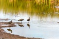 Some birds at a small lake in the south of Florianopolis, Brazil