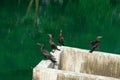 Some black bird stood up in front a waterflow reflecting the tree trunks Royalty Free Stock Photo