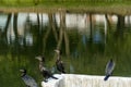 Some black bird stood up in front a waterflow reflecting the tree trunks Royalty Free Stock Photo