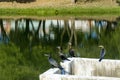 Some black bird stood up in front a waterflow reflecting the tree trunks Royalty Free Stock Photo