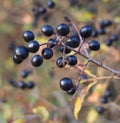 Some black fox-grapes