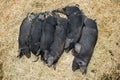 Black piglet lying in group in straw floor in farm