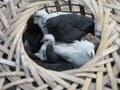 Some black and white chicks in a chicken basket at a farm