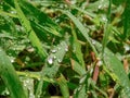 Small water drops on green grass Royalty Free Stock Photo