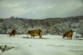 some blond cows look for grass in a completely snowy field on a winter day