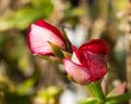 Some blooming buds flower red geranium on the background of green leaves Royalty Free Stock Photo