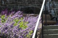 Some blooming lavenders in a secret street in Stockholm in sweden on holiday. Royalty Free Stock Photo