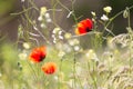 Some blossoming poppies