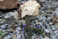 Some blue violets between the stones is a wonderful landscape