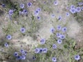 Some blue wild flowers Royalty Free Stock Photo