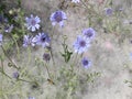 Some blue wild flowers