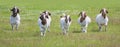 Some Boer goats with horns walking through the farm field in Canada