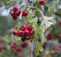 Some brambleberry Crataegus monogyna Royalty Free Stock Photo