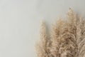 Some branches of beige pampas grass lie in right corner of image on light background.