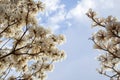 Some branches of a flowering white ipe tree Royalty Free Stock Photo