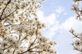 Some branches of a flowering white ipe tree Royalty Free Stock Photo