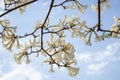 Some branches of a flowering white ipe tree Royalty Free Stock Photo