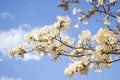 Some branches of a flowering white ipe tree Royalty Free Stock Photo