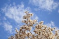 Some branches of a flowering white ipe tree Royalty Free Stock Photo