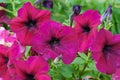 some bright purple petunia flowers