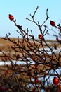 Dark red rose hips in the winter time