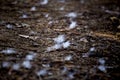 Some bright white cotton laying on the dark ground. The cotton are coming from bombax tree.