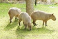 Capybara in the sun Royalty Free Stock Photo