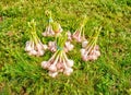 Some bundles of garlic lying on the grass