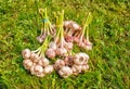 Some bundles of garlic lying on the grass