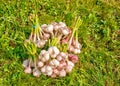 Some bundles of garlic lying on the grass