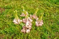 Some bundles of garlic lying on the grass