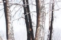 Some burnt trees, white birches in the forest after the fire that devastated it. Dead forest in winter Royalty Free Stock Photo