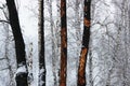 Some burnt trees, white birches in the forest after the fire that devastated it. Dead forest in winter Royalty Free Stock Photo