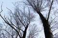 Some burnt trees, white birches in the forest after the fire that devastated it. Dead forest in winter Royalty Free Stock Photo