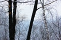 Some burnt trees, white birches in the forest after the fire that devastated it. Dead forest in winter Royalty Free Stock Photo
