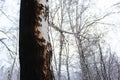 Some burnt trees, white birches in the forest after the fire that devastated it. Dead forest in winter Royalty Free Stock Photo