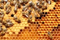 Some busy honey bees on a beeswax
