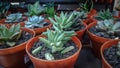 Some Cactus Plants in Orange Pots Thrive