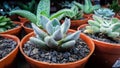 Some Cactus Plants in Orange Pots Thrive