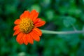 Some calendula flower Royalty Free Stock Photo