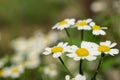 Some camomiles in a garden Royalty Free Stock Photo