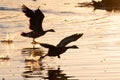 Some Canada geese taking off from the lake in a morning. Royalty Free Stock Photo