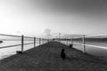 Some cats on a pier at Trasimeno lake Umbria, Italy