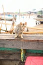 some cats, were on the beach.