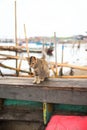 some cats, were on the beach.