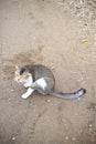 some cats, were on the beach.