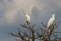 Cattle egrets perched on top of trees in India Royalty Free Stock Photo