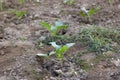 Some Cauliflower plants seedlings in field Royalty Free Stock Photo