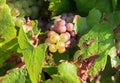 Some Chablis grapes, near Auxerre, Burgundy, France